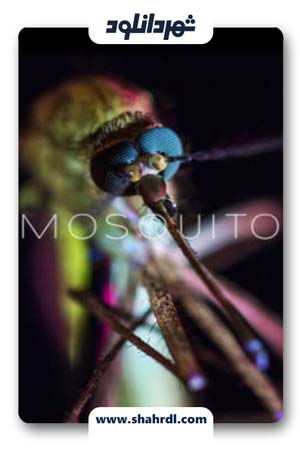دانلود فیلم Mosquito 2017
