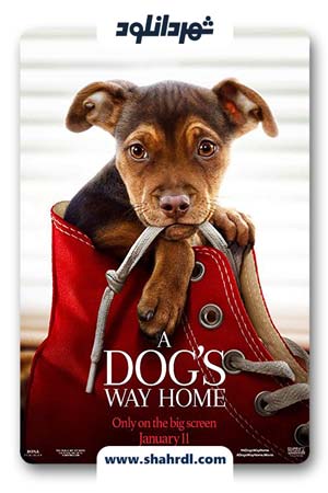 دانلود فیلم A Dogs Way Home 2019 | دانلود فیلم مسیر بازگشت یک سگ به خانه