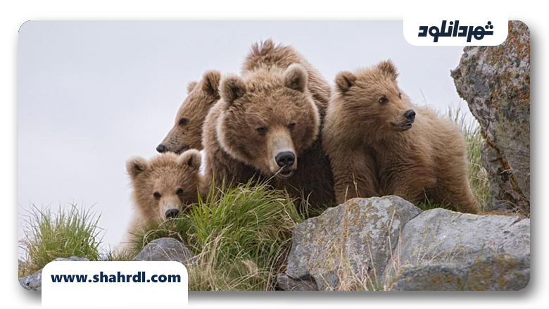 دانلود مستند Land of the Bears 2014